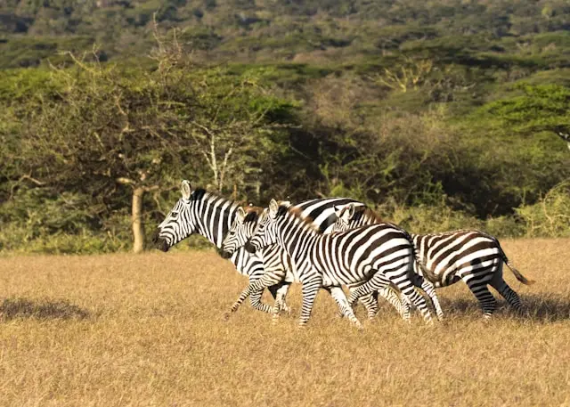 Across the Wild: Kenya & Tanzania Safari 2